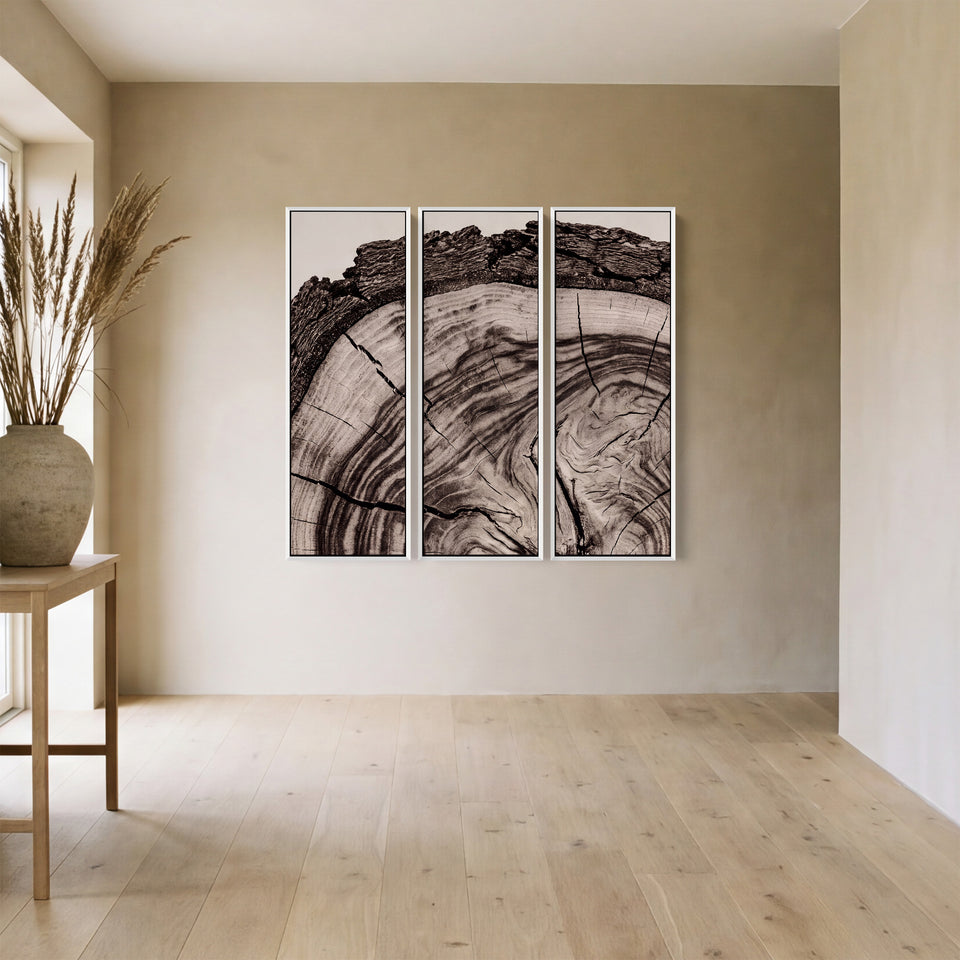 Groeiringen en schorsrand op een afgezaagde boomstronk, 3-delige wandkunst voor een thuiskantoor